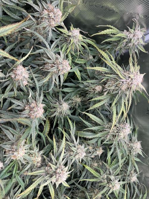 Milky Way F1. Week 11