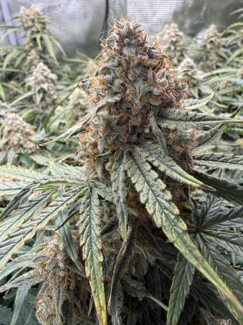 Milky Way F1. Week 11