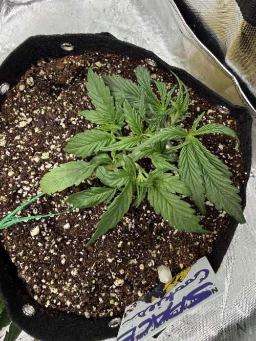 Space Cookies Auto. Week 3