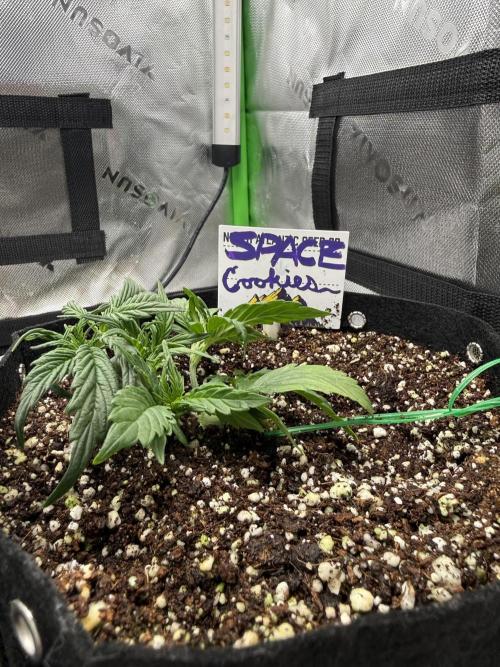 Space Cookies Auto. Week 3
