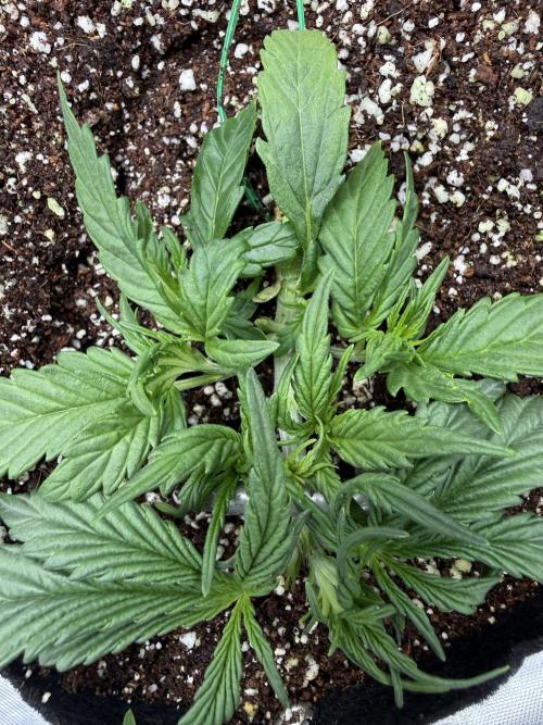 Space Cookies Auto. Week 3
