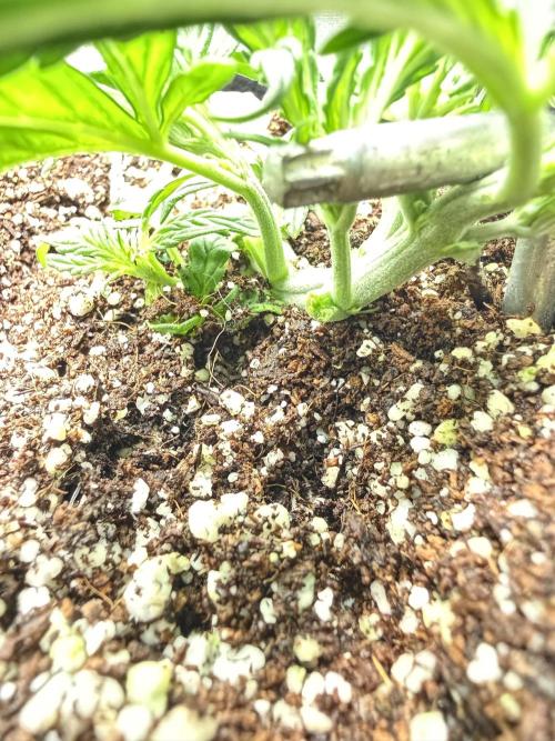 Space Cookies Auto. Week 3