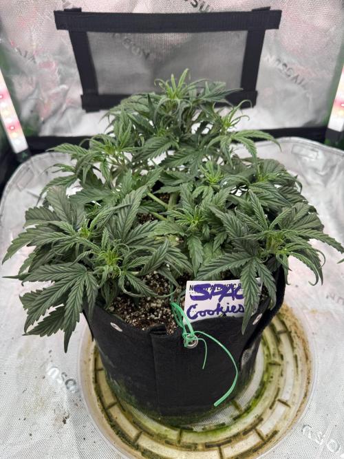 Space Cookies Auto. Week 4