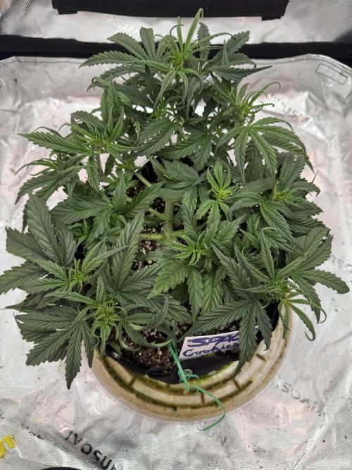 Space Cookies Auto. Week 4