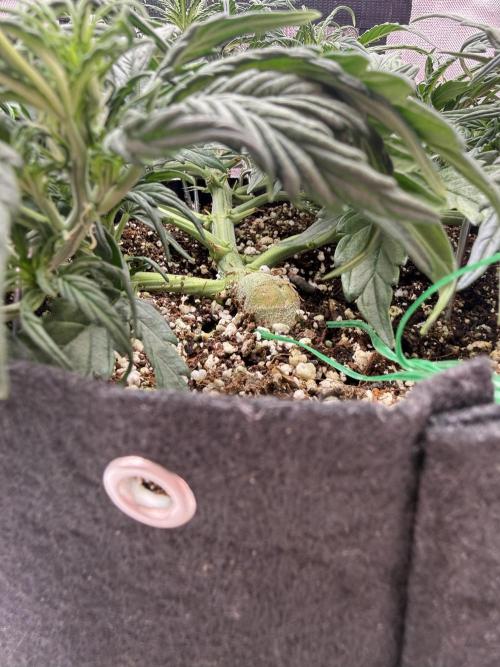 Space Cookies Auto. Week 4