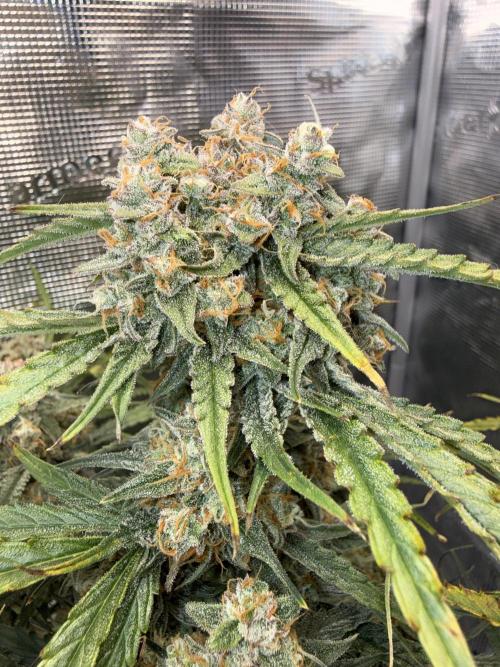 Hyperion F1. Week 12
