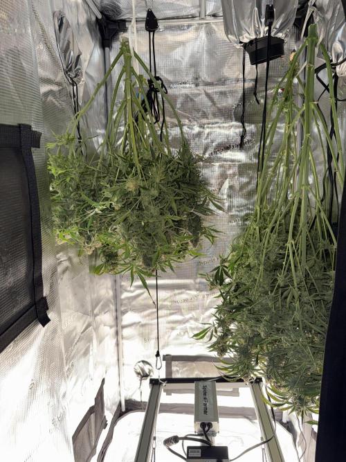 Hyperion F1. Week 12