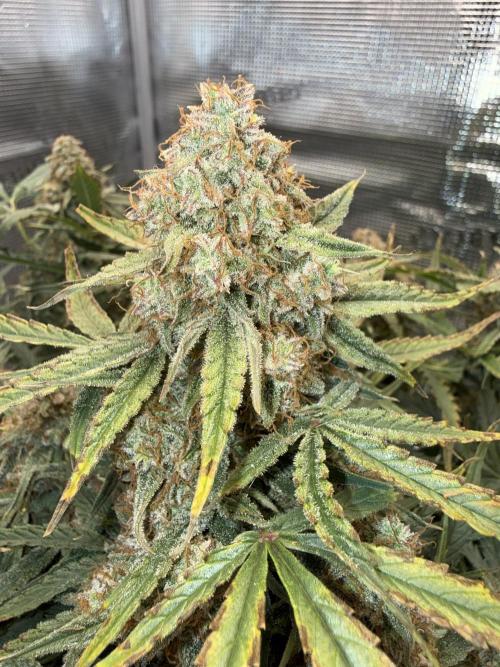 Milky Way F1. Week 12