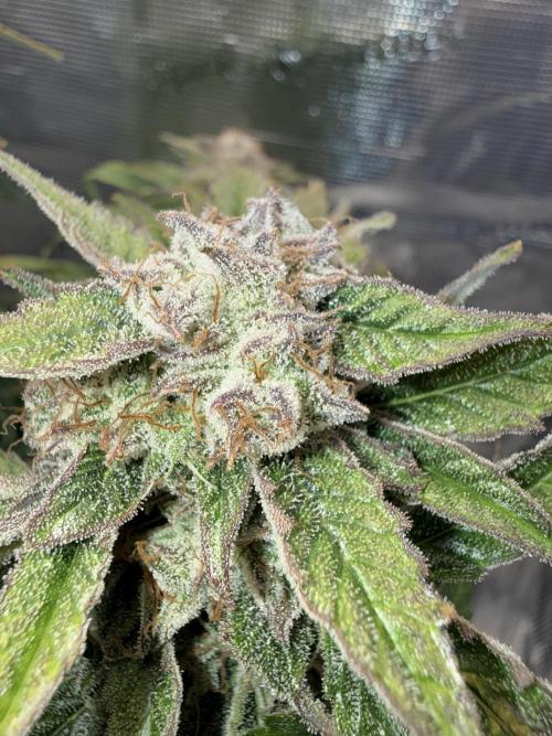 Milky Way F1. Week 12