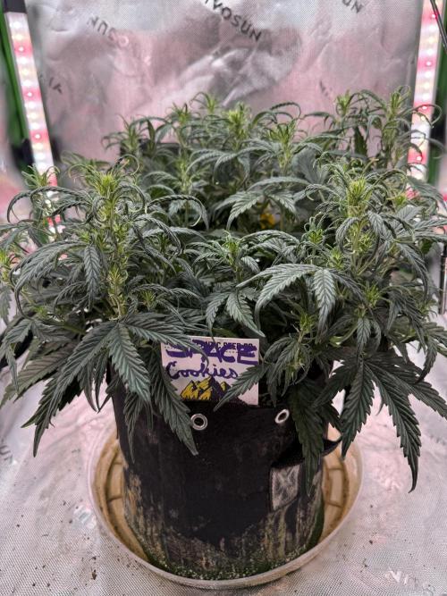 Space Cookies Auto. Week 5