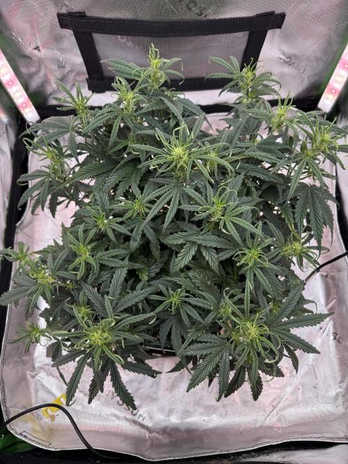 Space Cookies Auto. Week 5