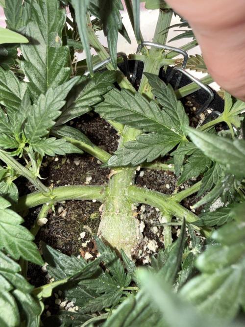 Space Cookies Auto. Week 5