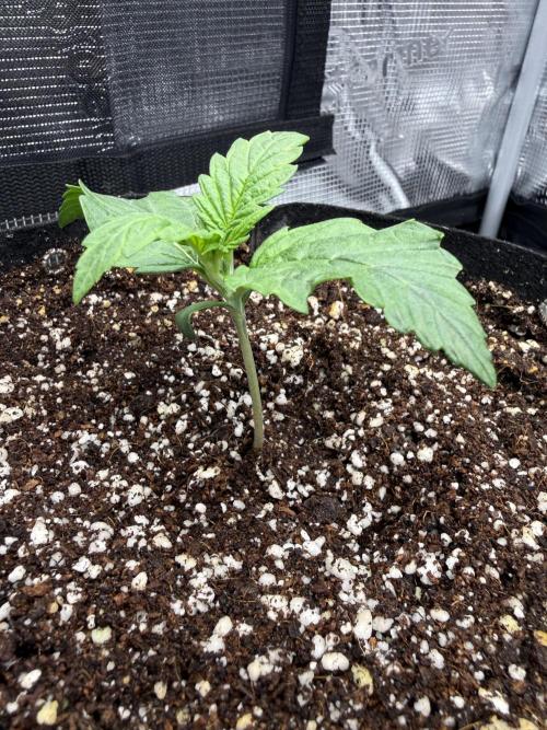 Ube Trip Auto. Week 0