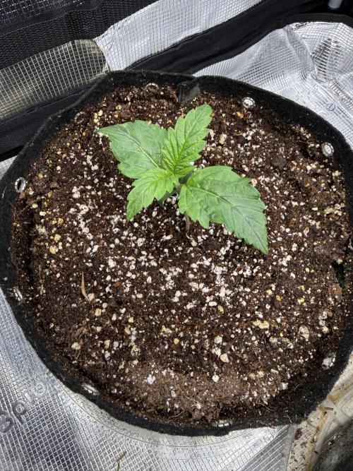 Ube Trip Auto. Week 0