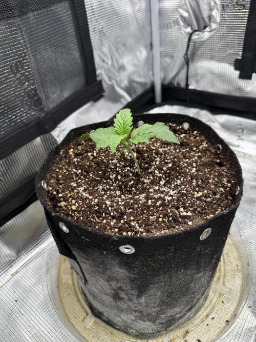Ube Trip Auto. Week 0