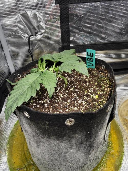 Ube Trip Auto. Week 2