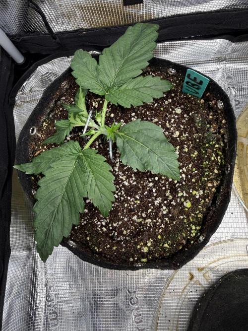 Ube Trip Auto. Week 2