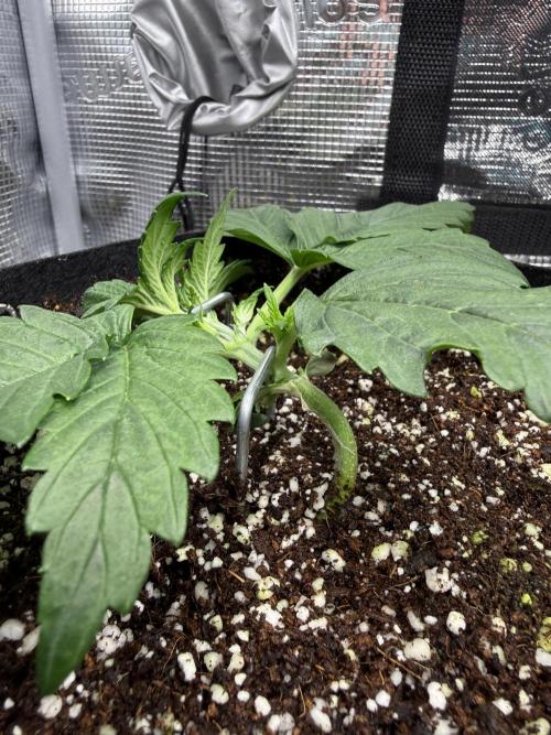 Ube Trip Auto. Week 2