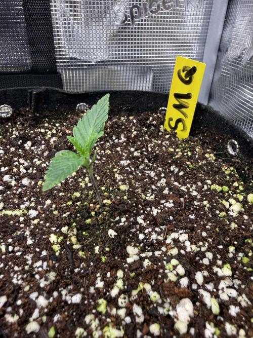 Strawberry Milk and Qookies. Week 0