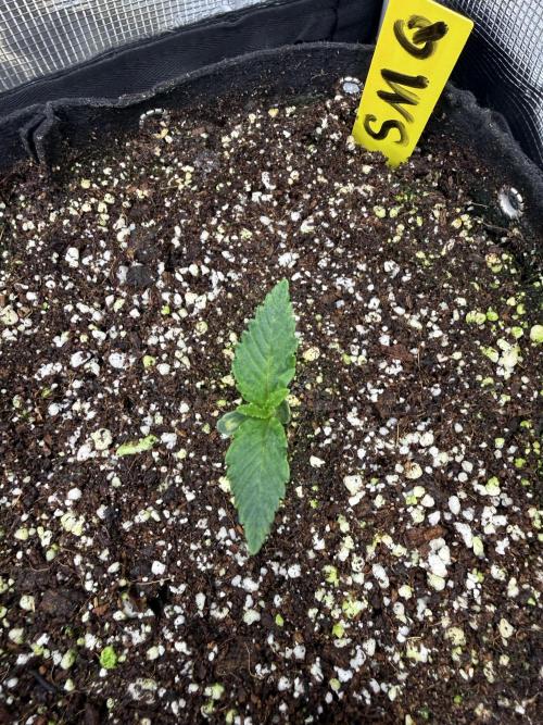 Strawberry Milk and Qookies. Week 0
