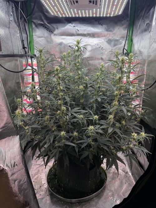Space Cookies Auto. Week 6