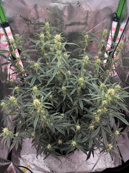 Space Cookies Auto. Week 6