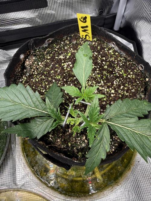 Strawberry Milk and Qookies. Week 2