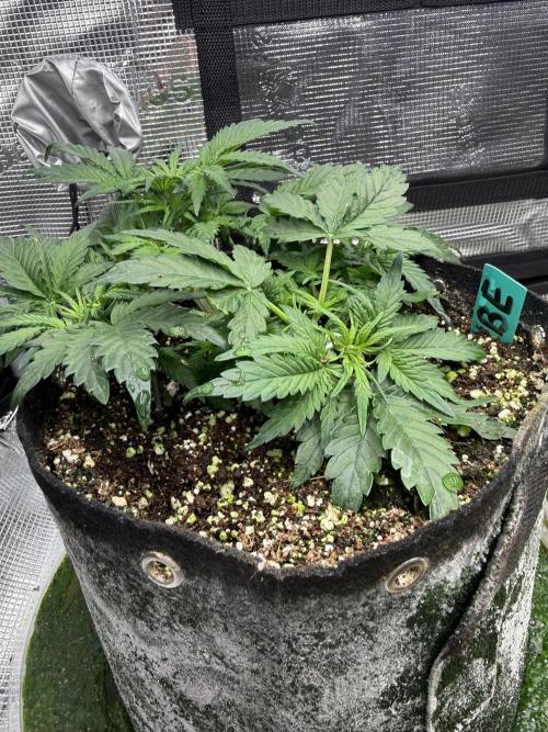 Ube Trip Auto. Week 3