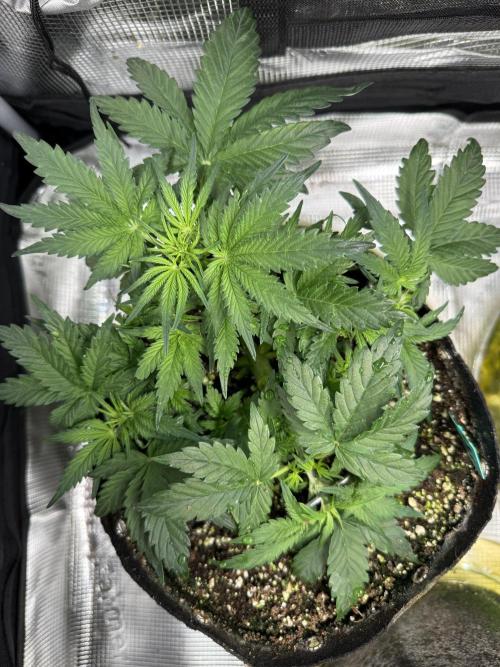 Ube Trip Auto. Week 3