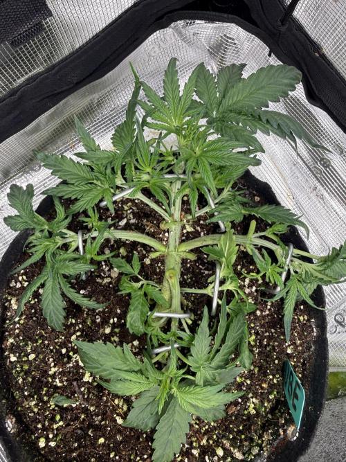 Ube Trip Auto. Week 3