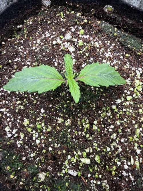 Biscotti. Week 0