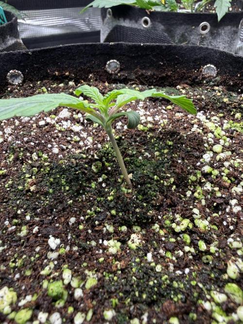 Biscotti. Week 0