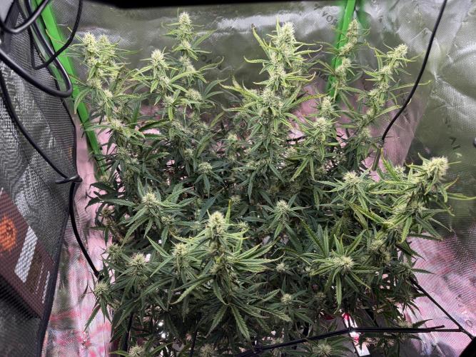 Space Cookies Auto. Week 7