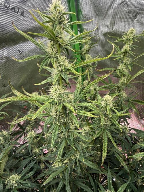 Space Cookies Auto. Week 7