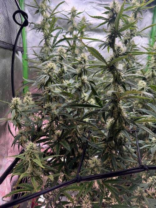 Space Cookies Auto. Week 7