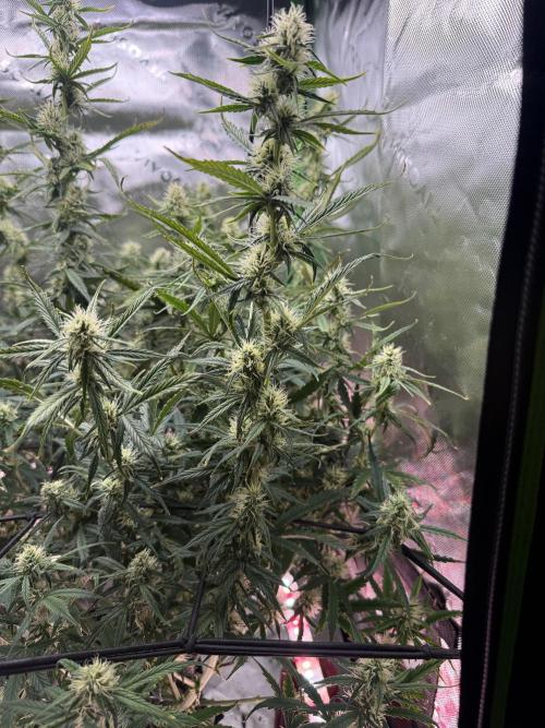 Space Cookies Auto. Week 7