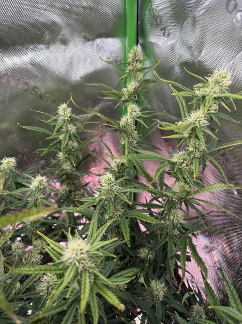 Space Cookies Auto. Week 7
