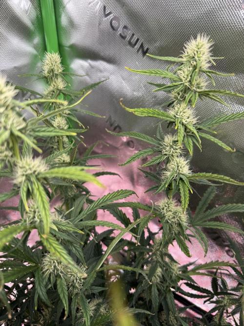 Space Cookies Auto. Week 7