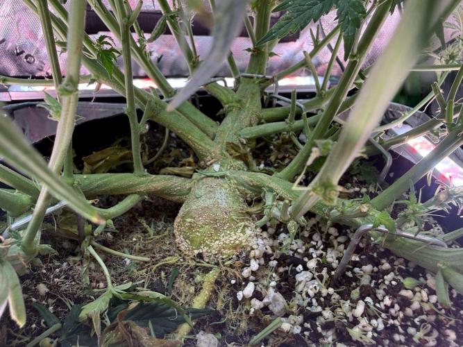 Space Cookies Auto. Week 7