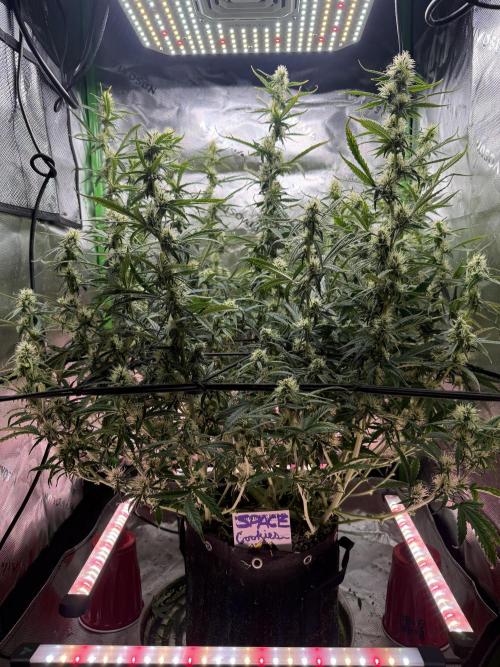 Space Cookies Auto. Week 7