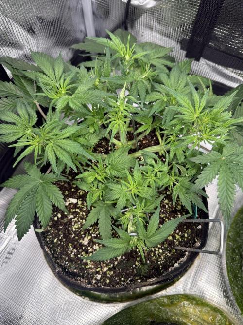Ube Trip Auto. Week 4