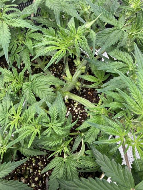 Ube Trip Auto. Week 4