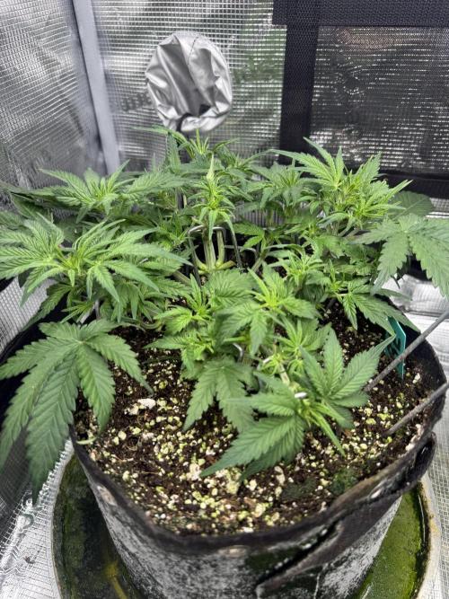 Ube Trip Auto. Week 4