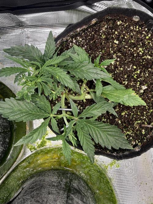 Strawberry Milk and Qookies. Week 3