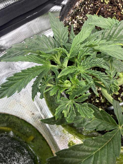 Strawberry Milk and Qookies. Week 3