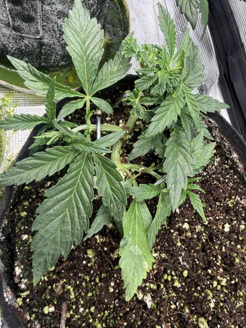 Strawberry Milk and Qookies. Week 3