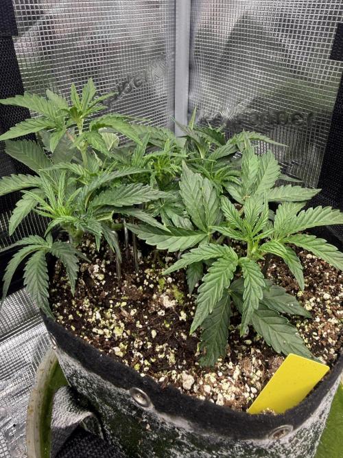 Strawberry Milk and Qookies. Week 4