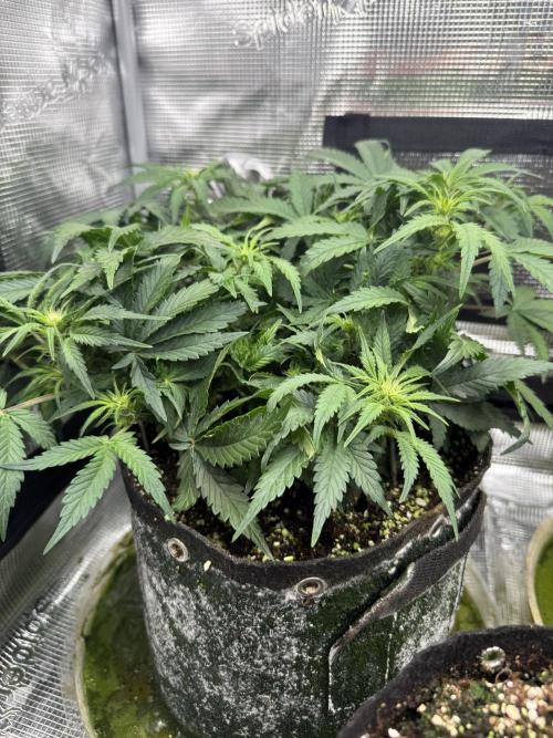 Ube Trip Auto. Week 5