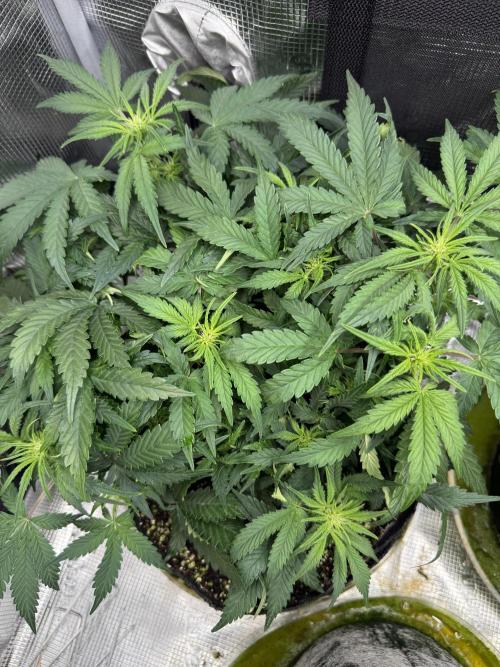 Ube Trip Auto. Week 5