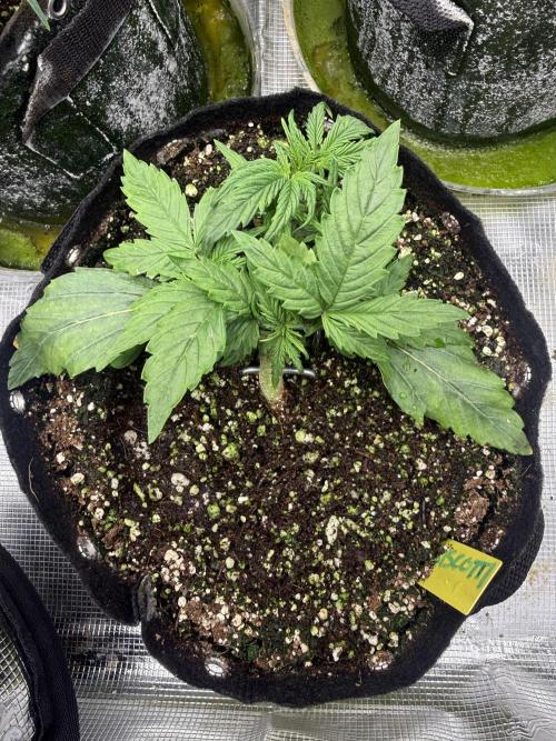 Biscotti. Week 3